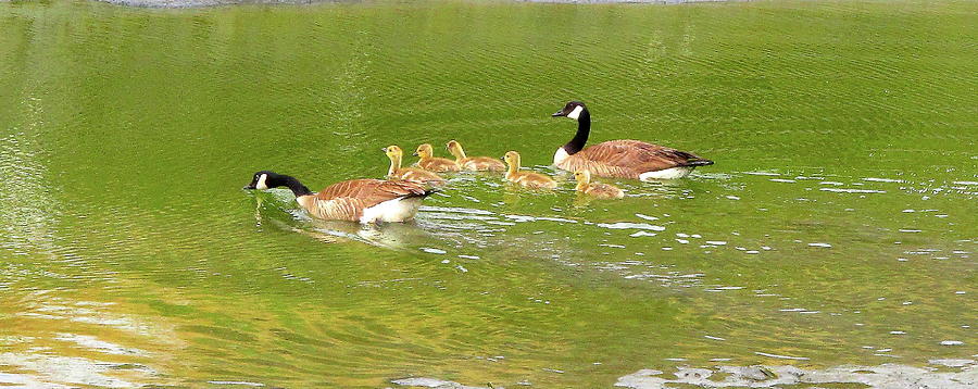 Canadian Geese Family San Francisco Bay Photograph by John King I I I