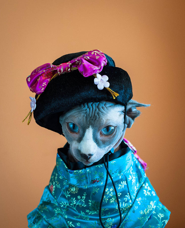Geisha Cat Photograph by Zina Zinchik