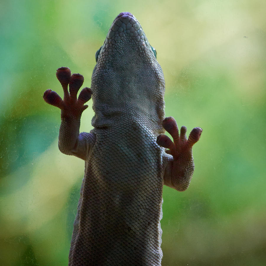 Gekko Gecko Photograph