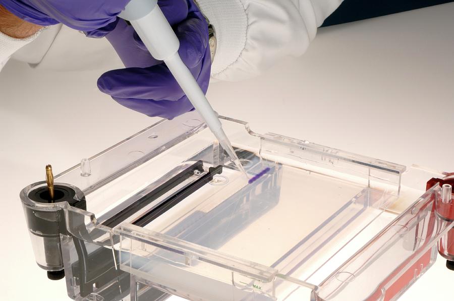 Gel Electrophoresis Photograph by Public Health England/science Photo Library
