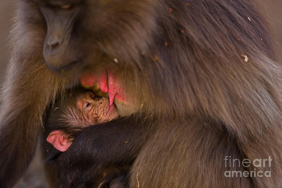 Gelada Baboon And Baby Photograph by Juan-Carlos Muoz