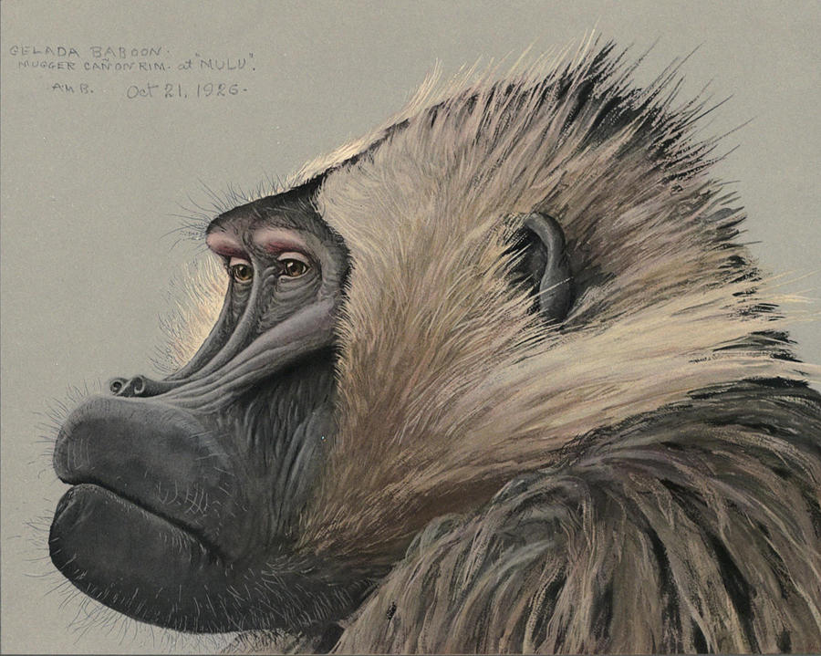 Nature Painting - Gelada Baboon by Dreyer Wildlife Print Collections 