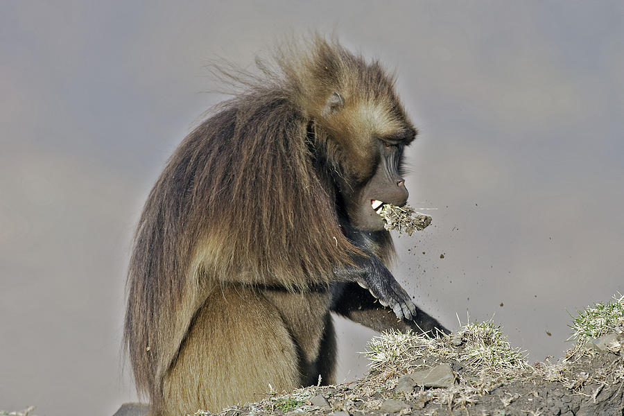 Gelada Baboon With Grass Photograph by M. Watson