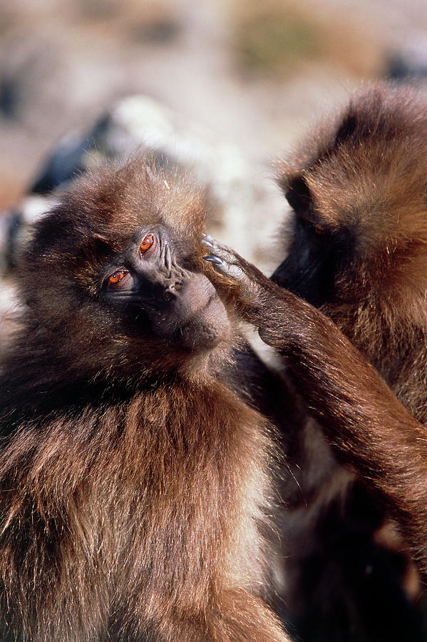 Gelada Baboons Grooming Photograph By Tony Camachoscience Photo Library Pixels 