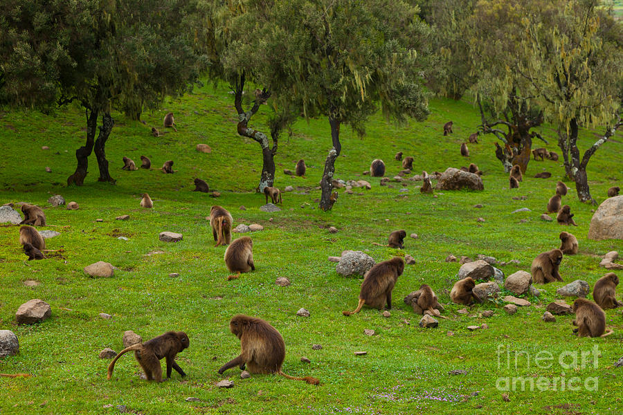 Gelada Baboons Photograph by Juan-Carlos Muoz