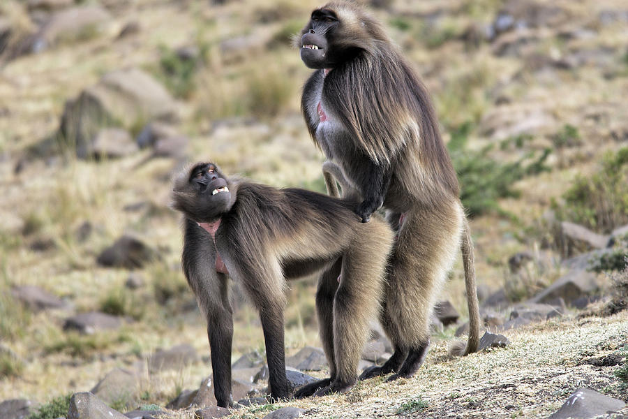 Gelada Photograph - Gelada Baboons Mating by M. Watson.