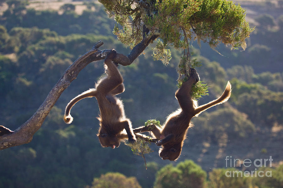 Gelada Baboons Playing Photograph by Juan-Carlos Munoz