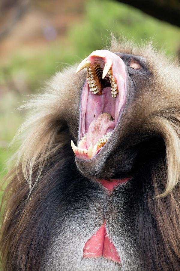 Gelada Male Yawning Photograph by Peter J. Raymond | Pixels