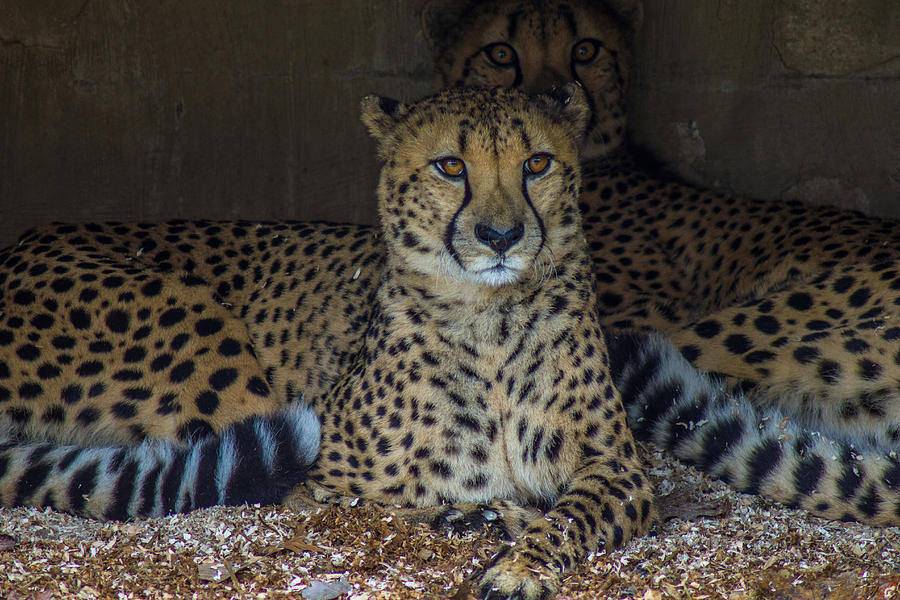 Cheetah Photograph - Gemini Cats by J Allen