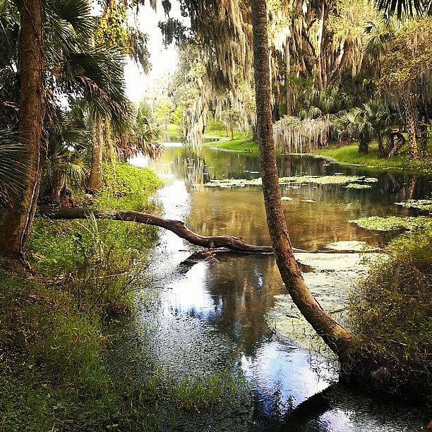 Istabilizer Photograph - Gemini Springs Park #florida by Dan Piraino