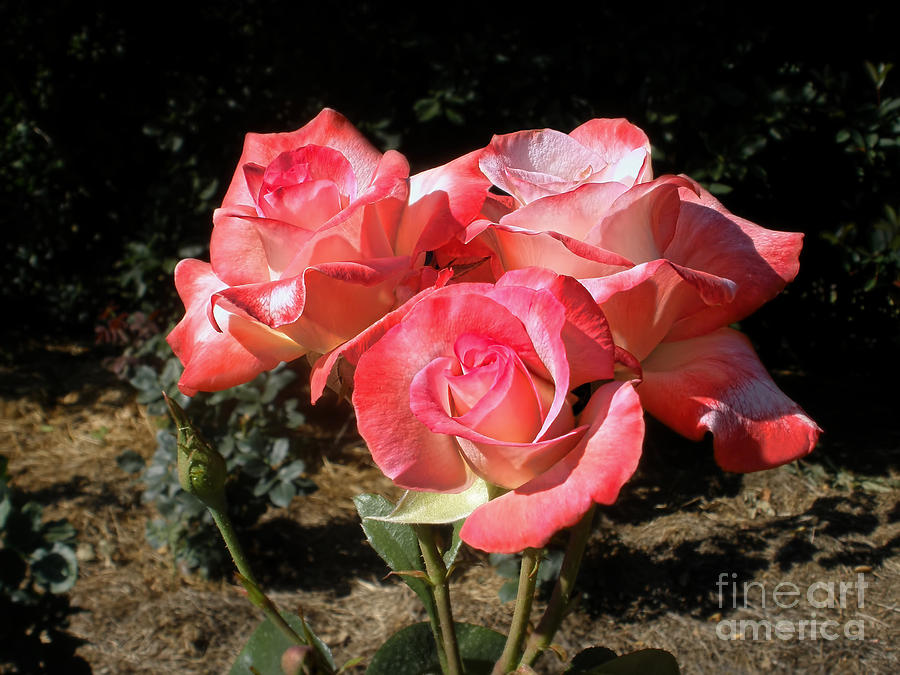 Rose Photograph - Gemini Tea Rose by Kaye Menner