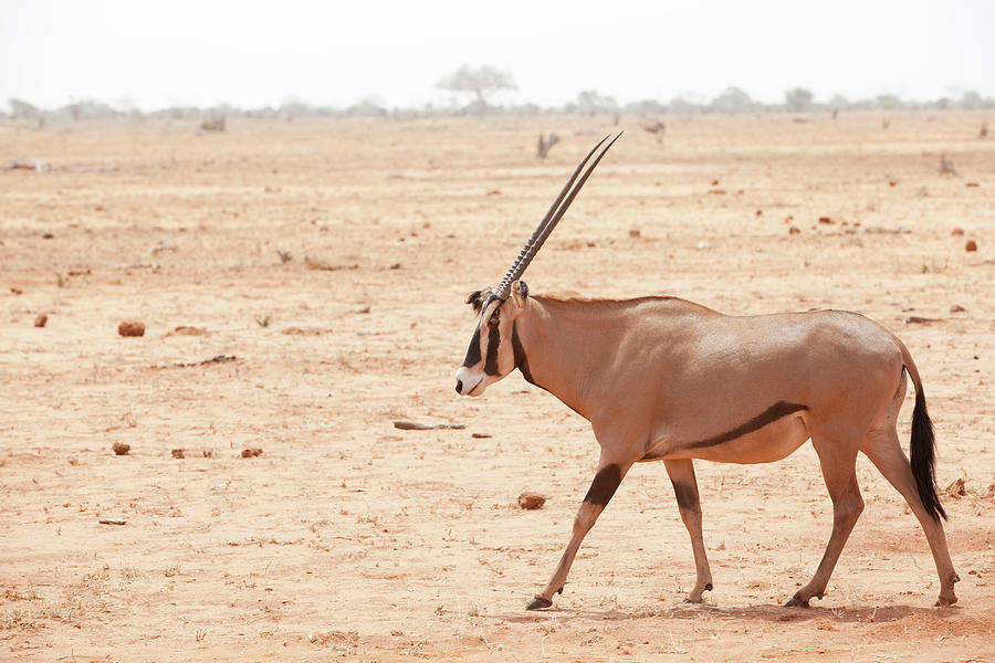 Gemsbok Antelope Photograph by 1001slide