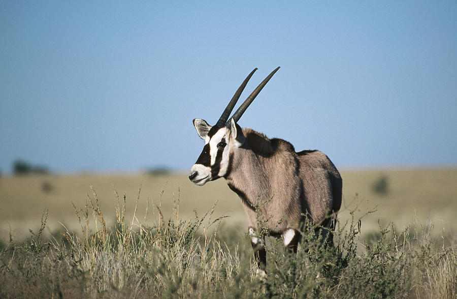 Gemsbok Oryx Gazella Gazella, Kalahari Photograph by Karl Lehmann