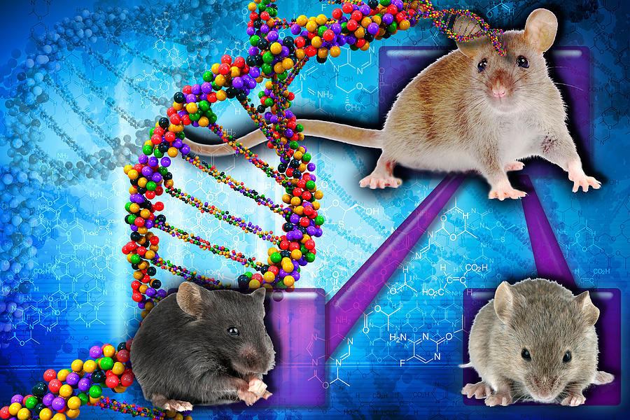 Gene Expression In Mice Photograph by Science Source