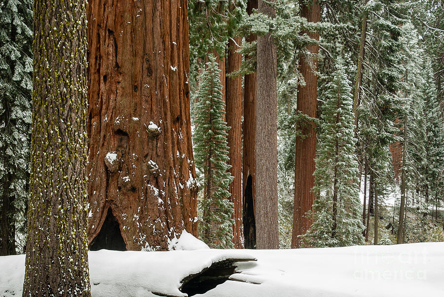 Giant Sequoias Photograph - General Grant Circle in Snow  1-7932 by Stephen Parker