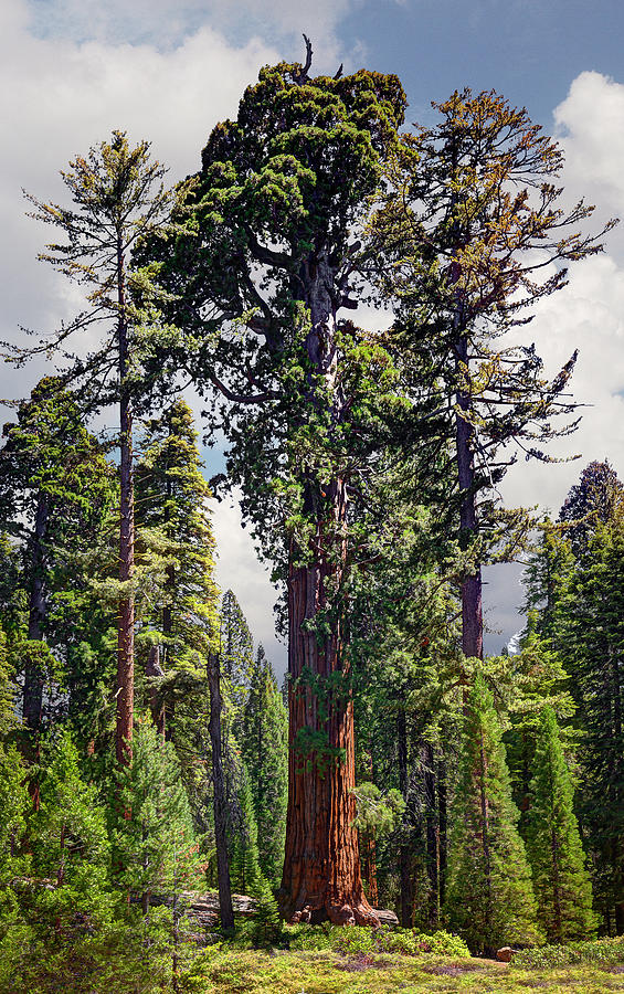 General Grant Sequoia Tree, Kings Canyon Photograph by Ed Freeman