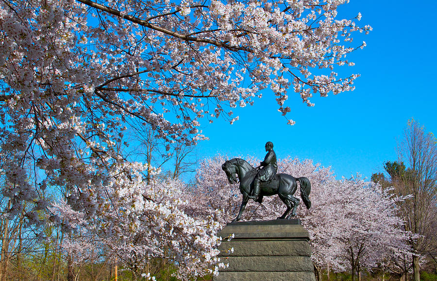General In The Cherry Blossoms Photograph by Alice Gipson