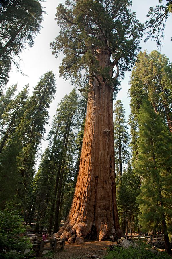 Sequoia National Park Photograph - General Sherman by Jim West