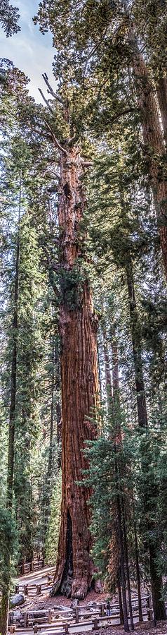 General Sherman Digital Art by Photographic Art by Russel Ray Photos