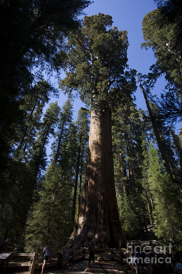 General Sherman Sequoia National Park Photograph By Jason O Watson   General Sherman Sequoia National Park Jason O Watson 