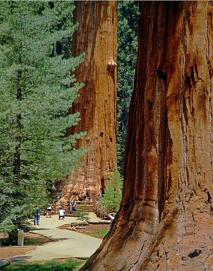 2M6811-General Sherman Tree Photograph by Ed  Cooper Photography