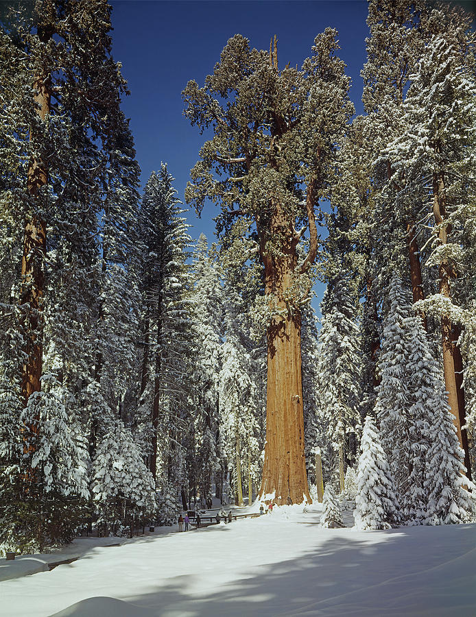 106859-General Sherman Tree in Winter 1968  Photograph by Ed  Cooper Photography