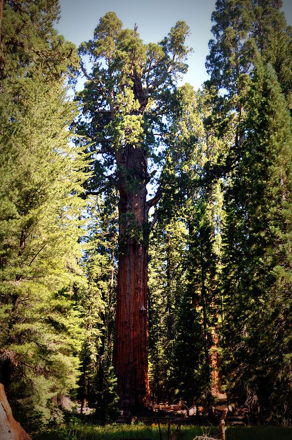 General Sherman Tree Photograph by Jean Hutchison