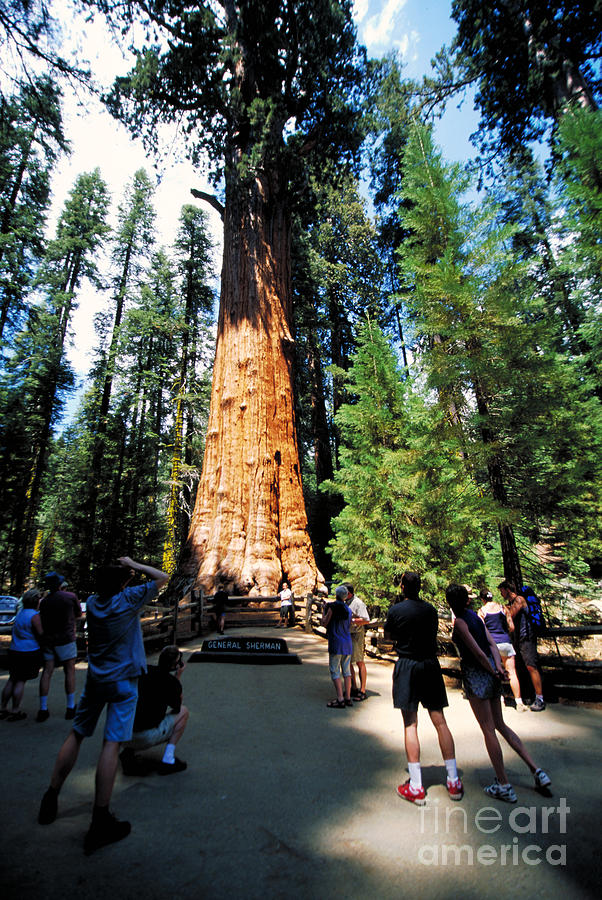 General Sherman Tree Photograph by Mark Newman