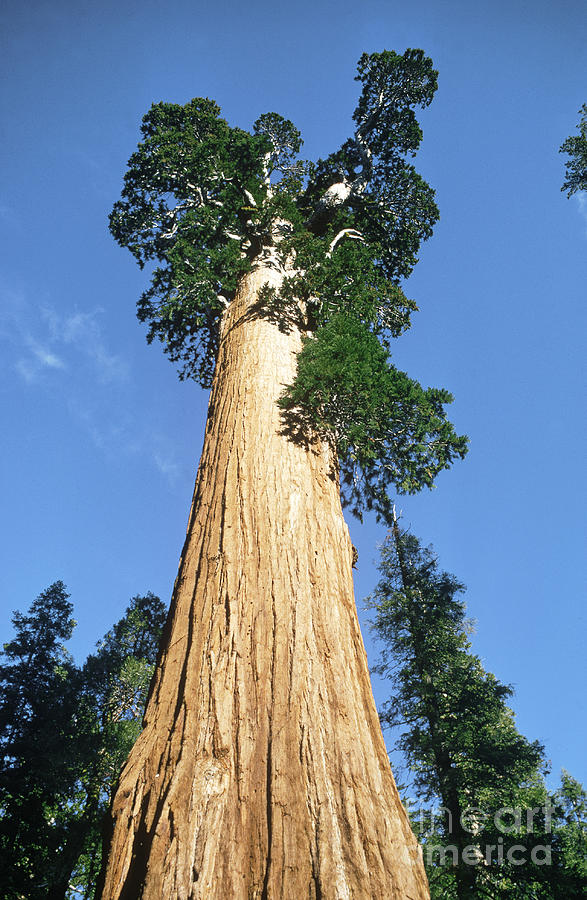 General Sherman Tree Photograph by Van D. Bucher