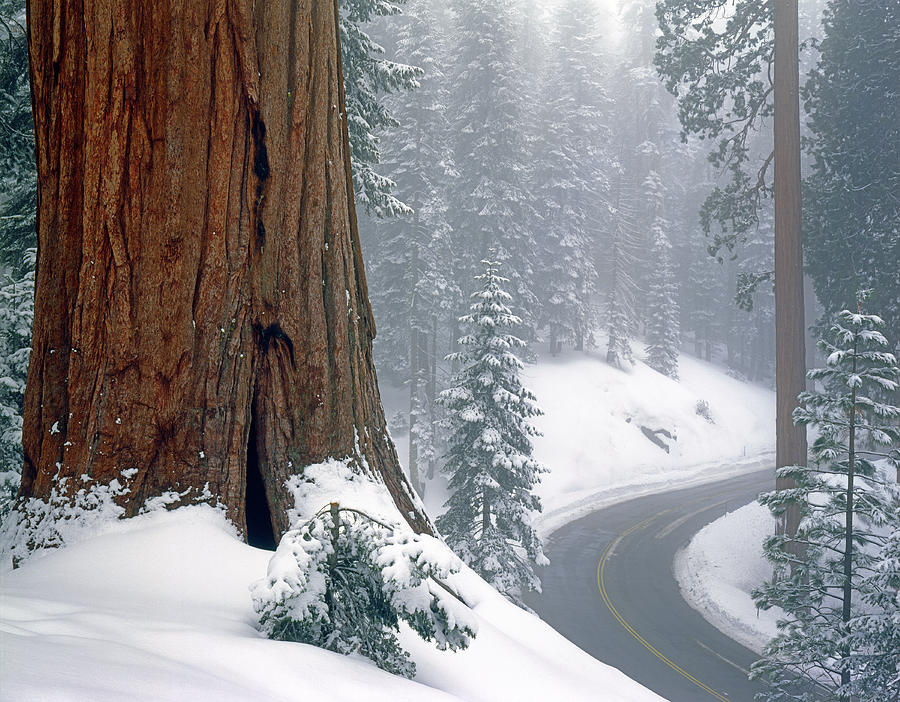 2M6836-Generals Highway in the Giant Sequoias Photograph by Ed  Cooper Photography
