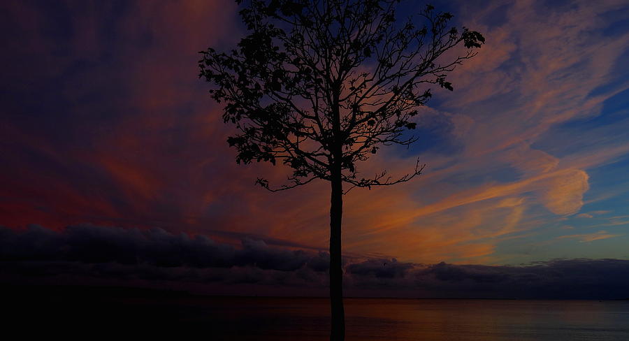Sunset Photograph - Genesis Tree by Stephen Melcher