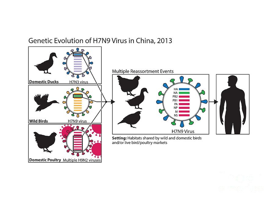 Bird Photograph - Genetic Evolution Of Flu Virus, Artwork by Cdc