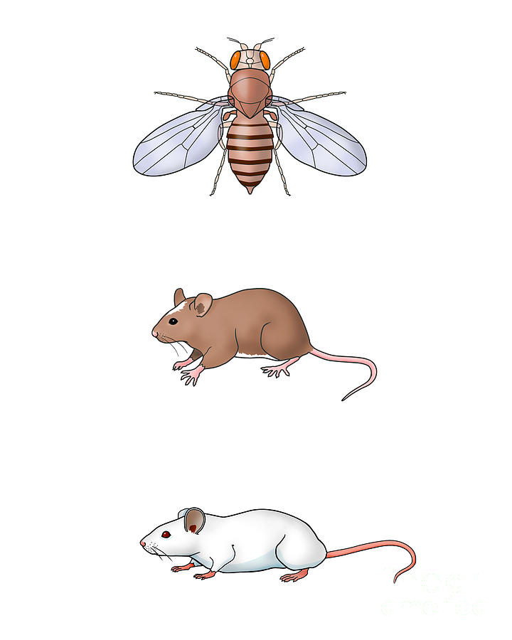 Genetic Icons, Illustration Photograph by Carlyn Iverson