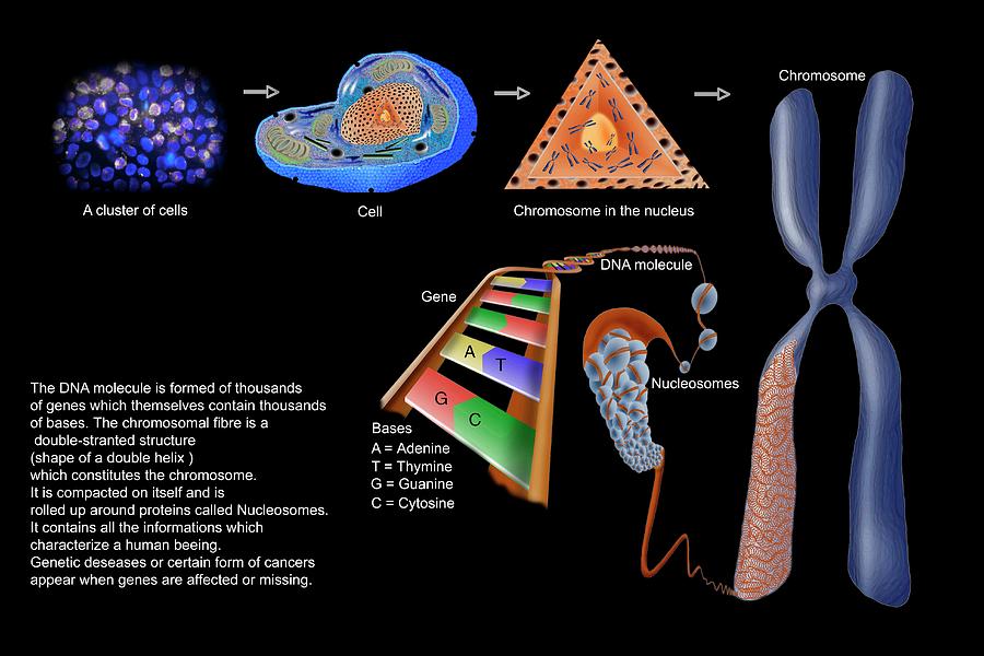 genetic-material-photograph-by-patrick-landmann-science-photo-library