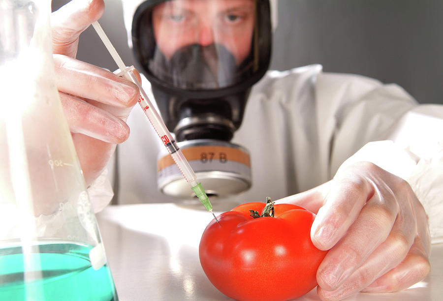 Tomato Photograph - Genetic Modification Of A Tomato by Cc Studio/science Photo Library