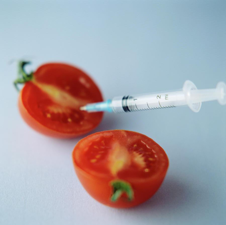 Tomato Photograph - Genetic Modification Of A Tomato by Cristina Pedrazzini/science Photo Library