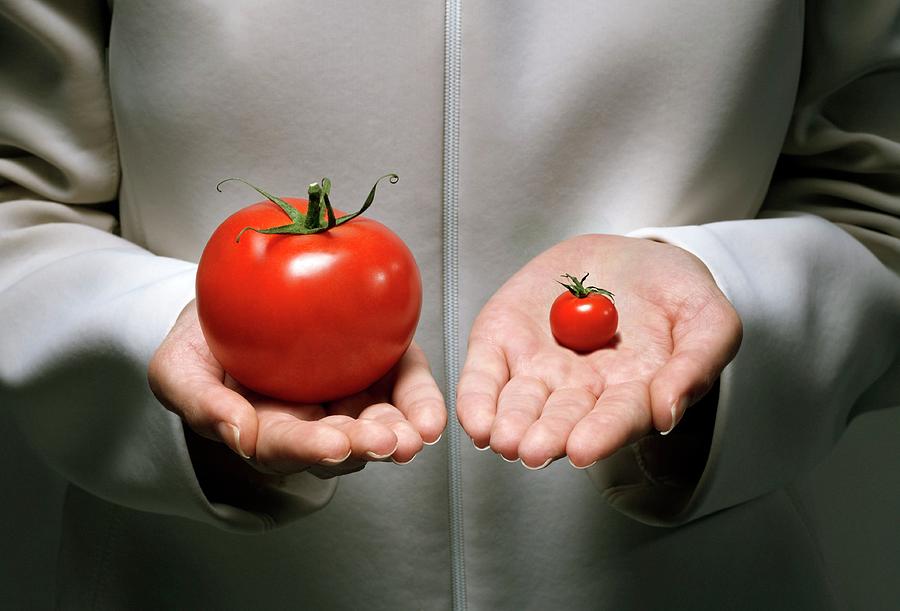 Genetic Modification Of Tomatoes Photograph by Coneyl Jay/science Photo Library