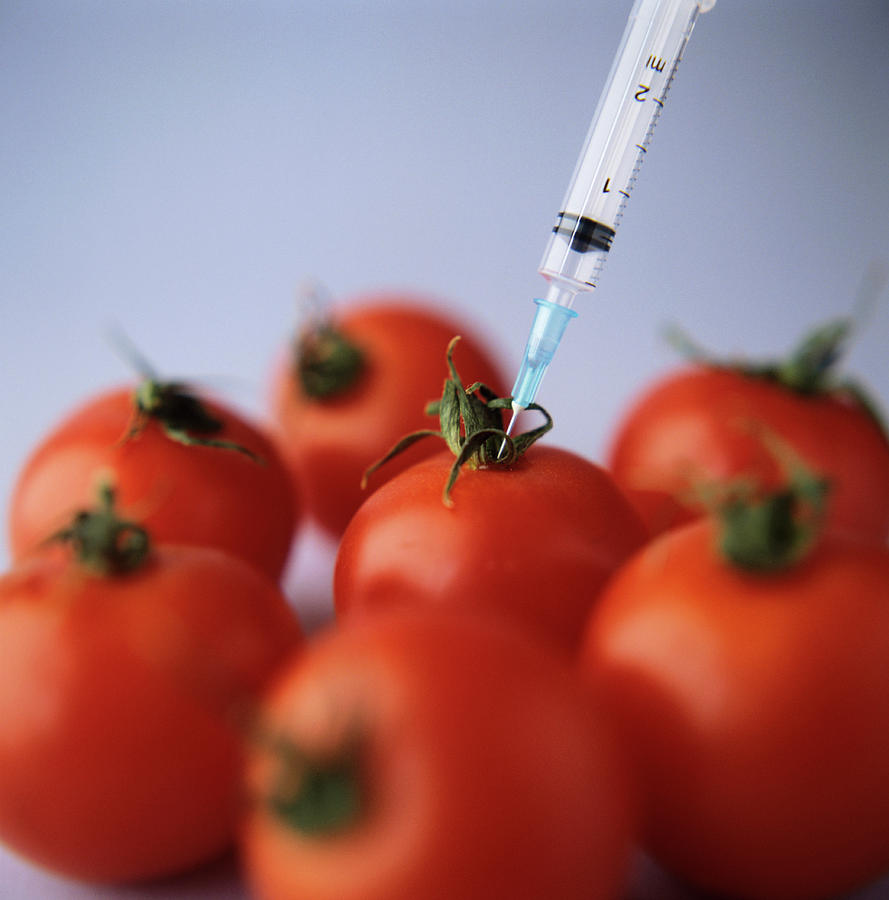 Genetic Modification Of Tomatoes Photograph by Cristina Pedrazzini/science Photo Library