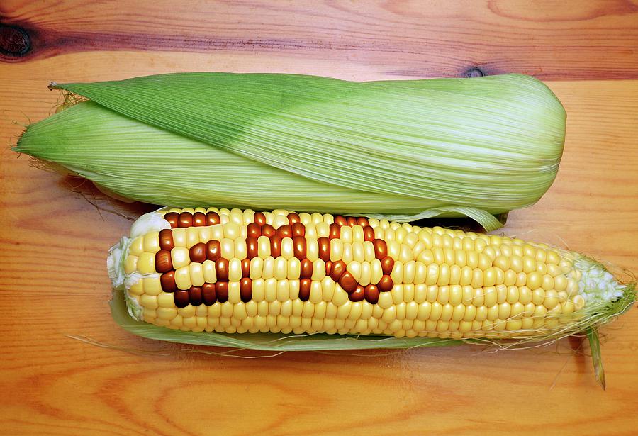 the-controversy-on-genetically-modified-corn-by-charlotte-brown-medium