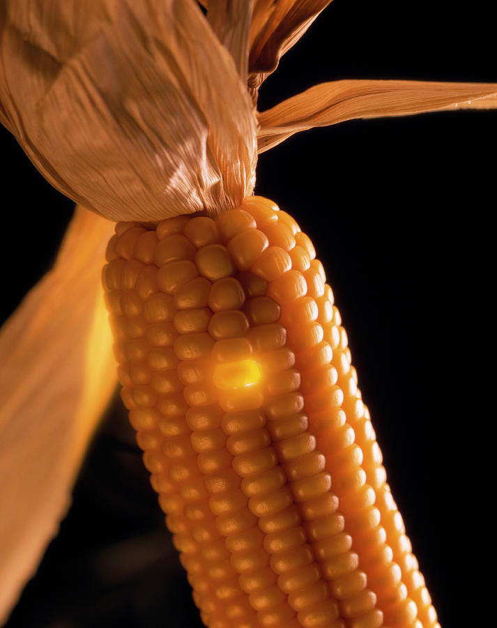 Genetically Modified Maize Photograph by Steve Percival/science Photo Library