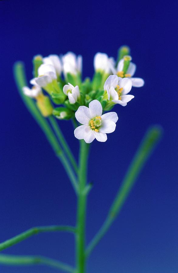 Flower Photograph - Genetically Modified Thale Cress Flowers by Peggy Greb/us Department Of Agriculture/science Photo Library