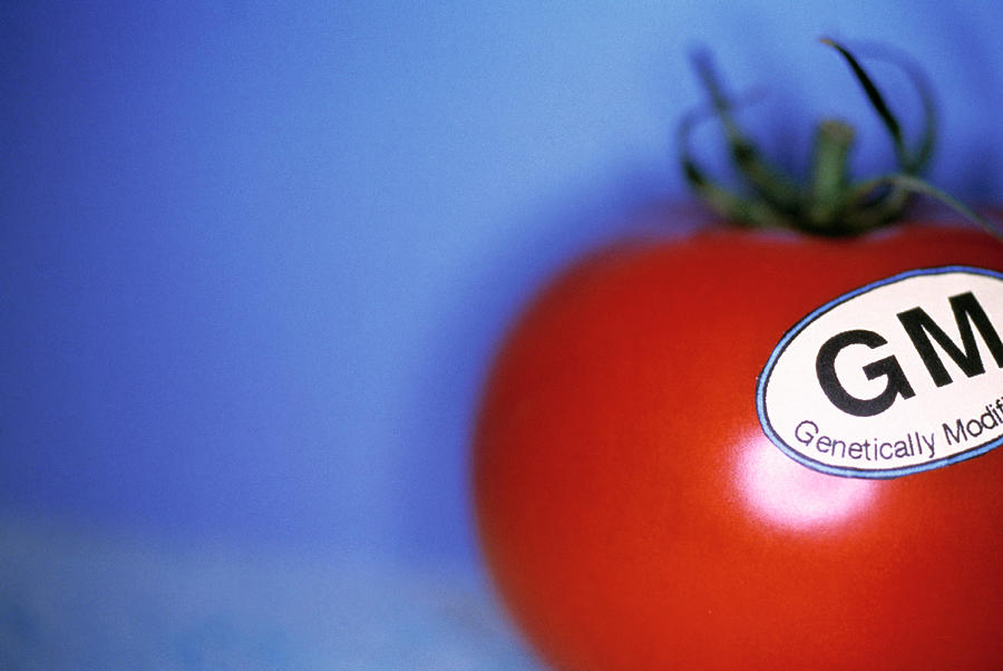Genetically Modified Tomato Photograph by Lawrence Lawry/science Photo Library