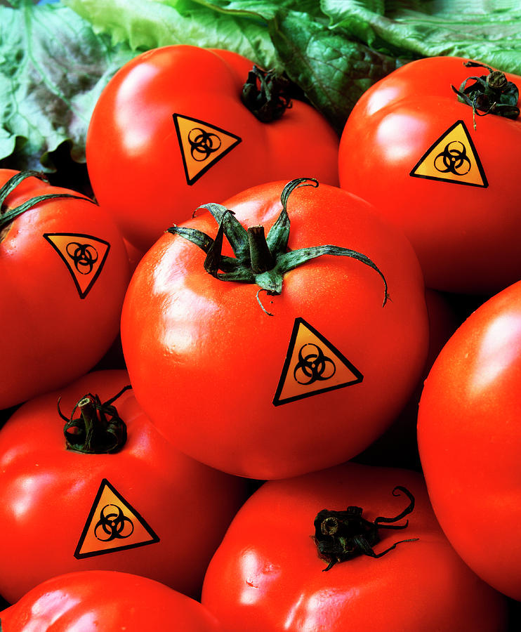 Genetically Modified Tomatoes Photograph by Martin Bond/science Photo Library