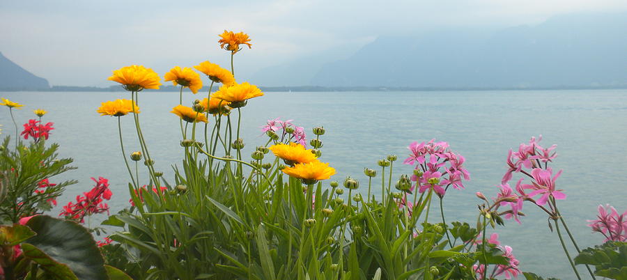 Geneva Flowers Photograph by Teresa Tilley