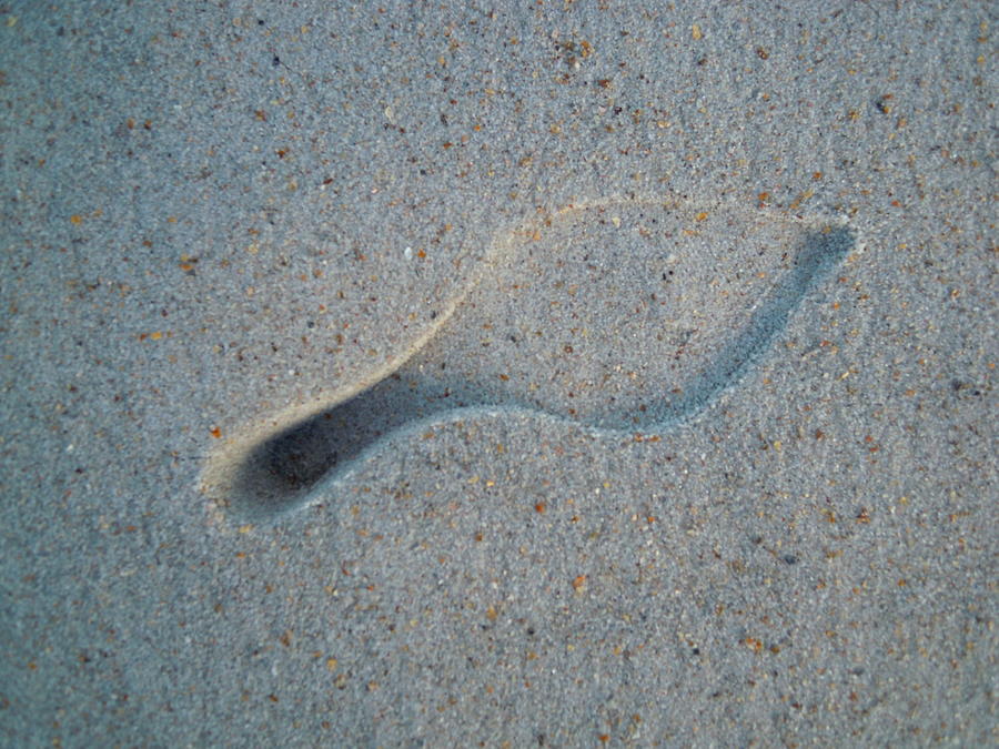 Genie Footprint Photograph by Ellen Meakin