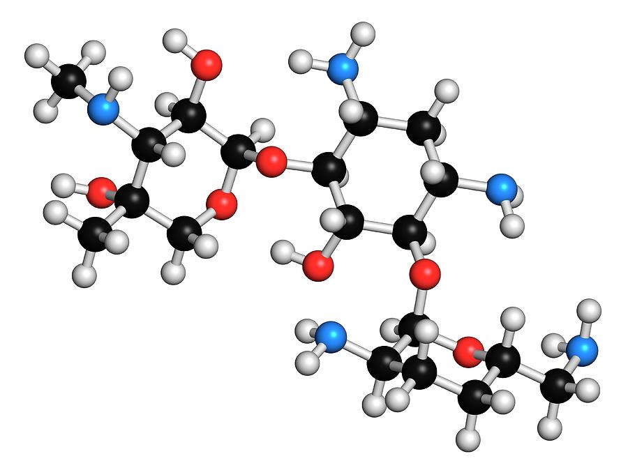 Gentamicin Medication Card