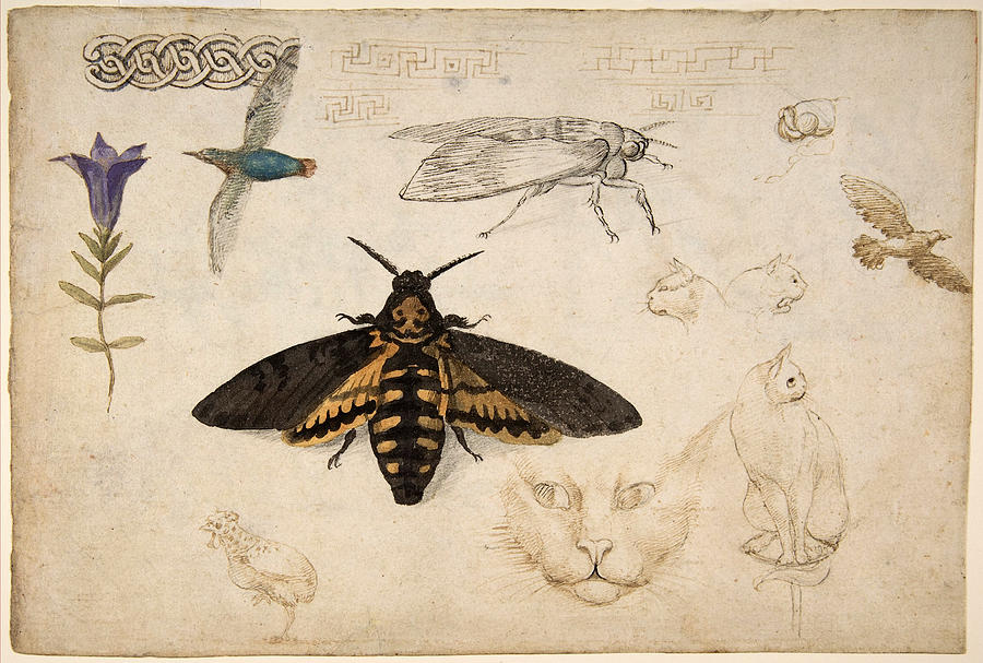 Gentian, Moth, Birds, Cats, C. 1535 Painting by Metropolitan Museum of Art