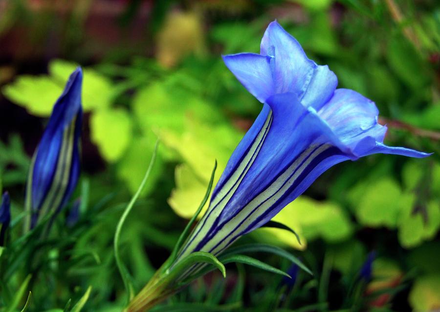 Flower Photograph - Gentian shot Silk by Ian Gowland/science Photo Library