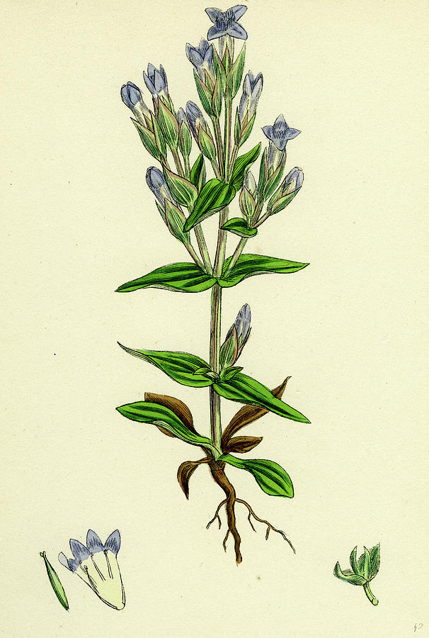 Gentiana Campestris Field Gentian Drawing by English School | Fine Art ...