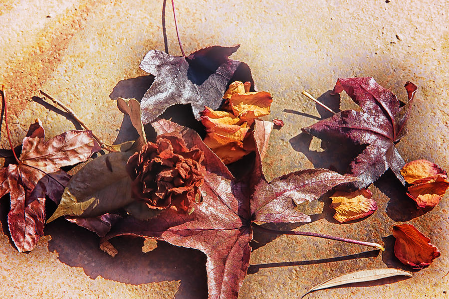 Still Life Photograph - Gentle Autumn by Camille Lopez